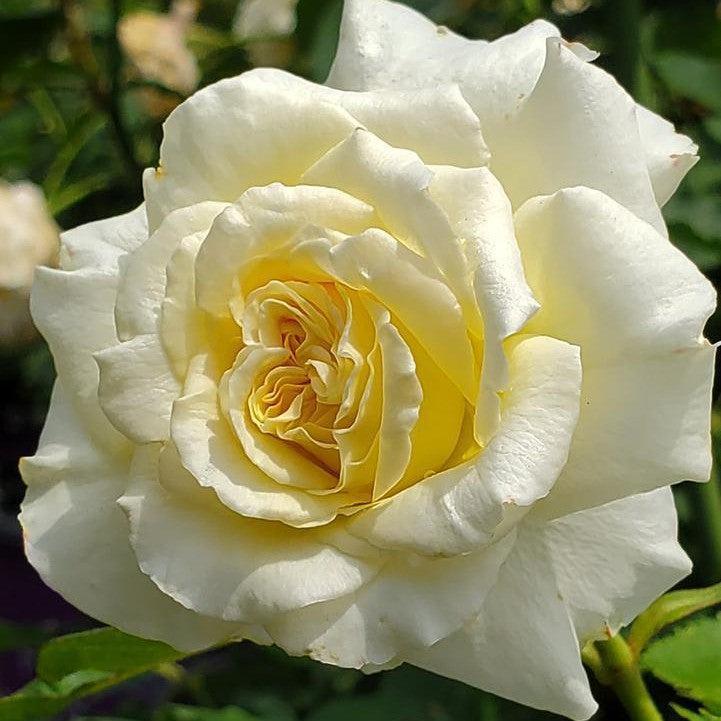 Rosa 'BAInest'  - First Editions® The Finest™ Rose