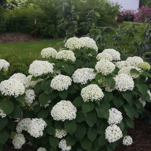 Invincibelle® Limetta Smooth Hydrangea