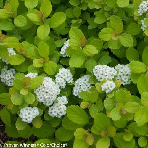 Glow Girl® Birchleaf Spirea