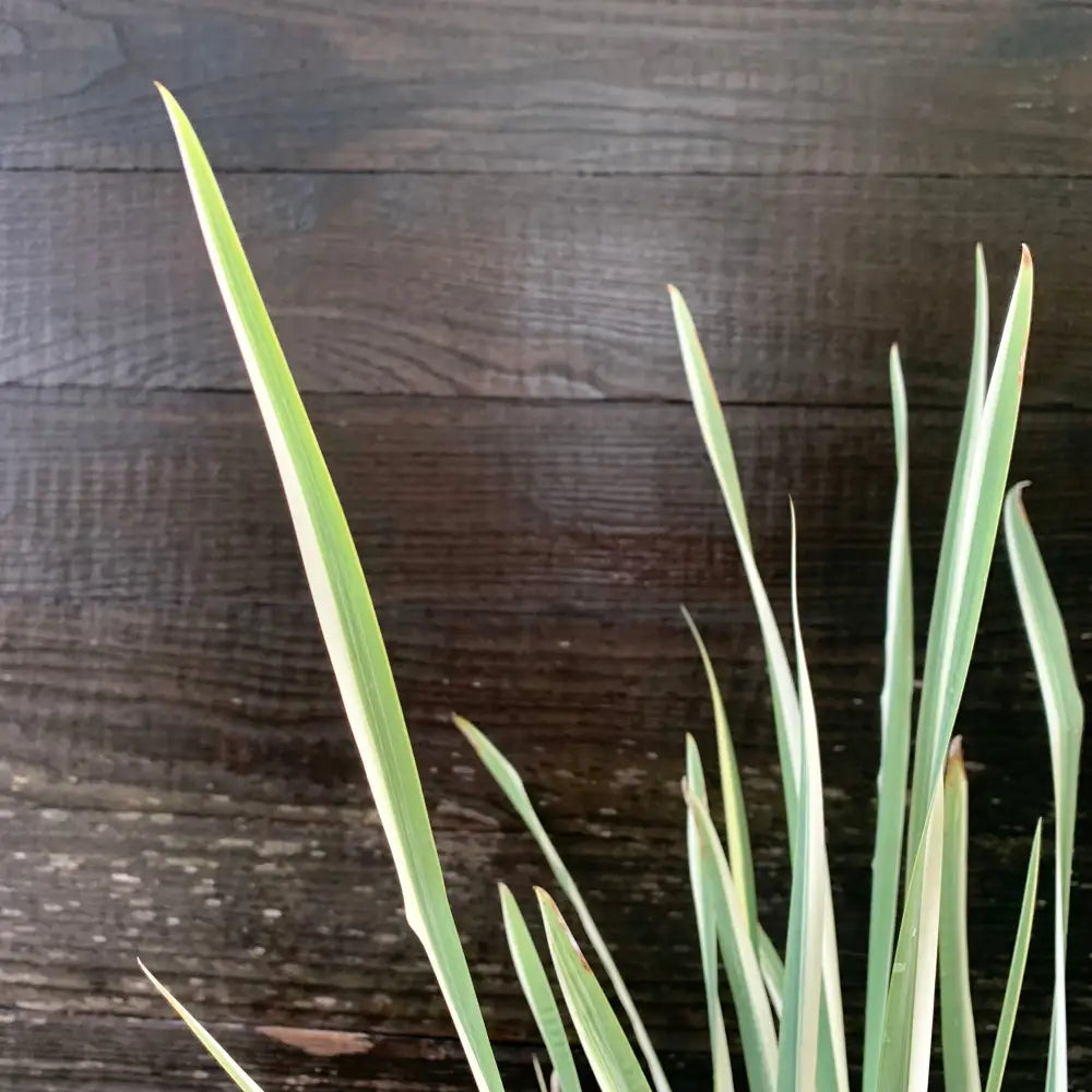 Variegated Japanese Iris 1 GALLON Perennial