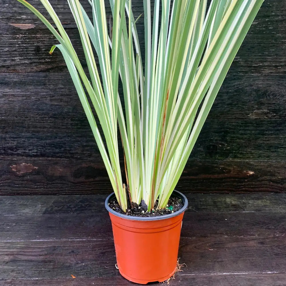 Variegated Japanese Iris 1 GALLON Perennial