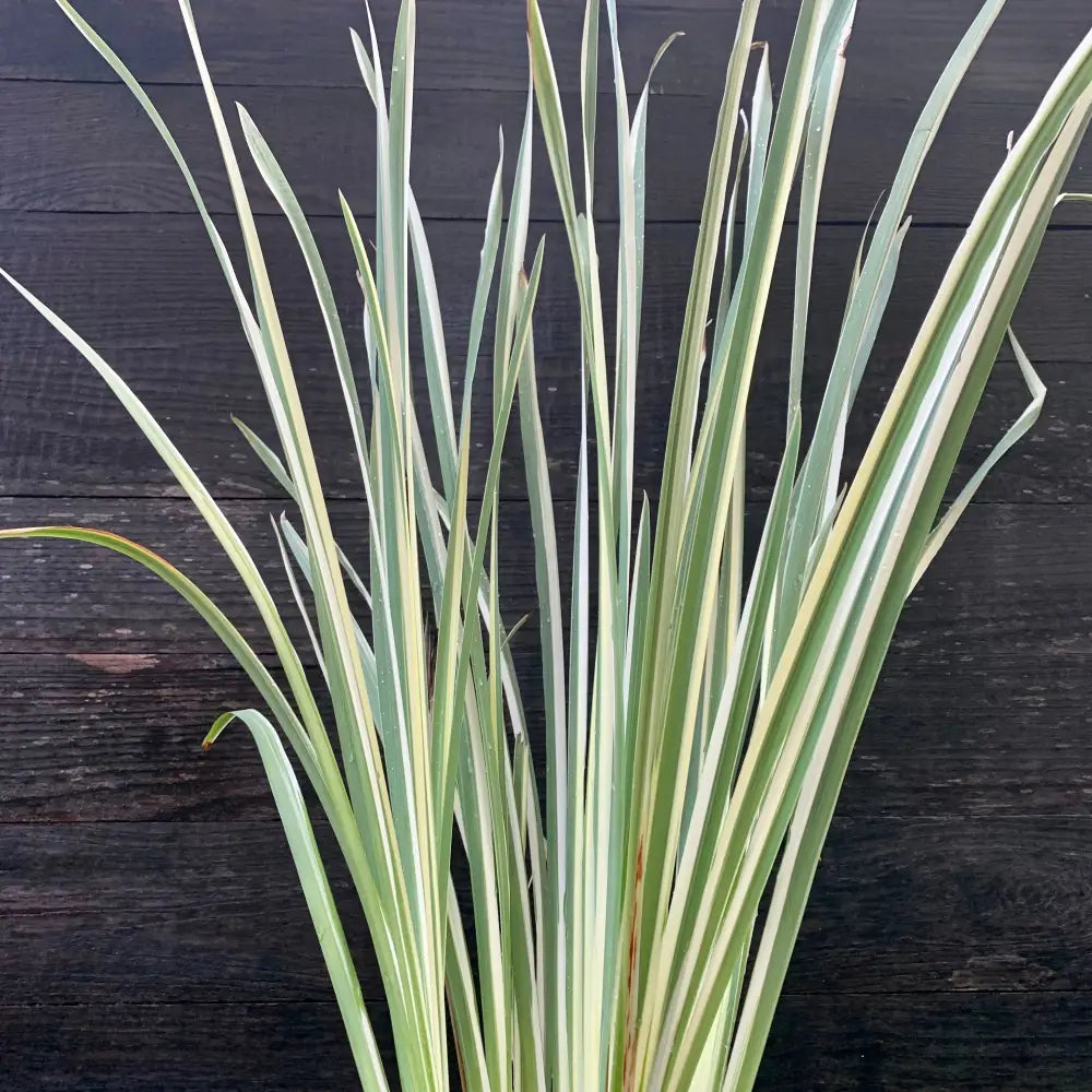 Variegated Japanese Iris 1 GALLON Perennial