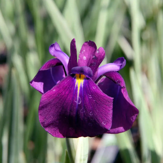 Variegated Japanese Iris 1 GALLON Perennial