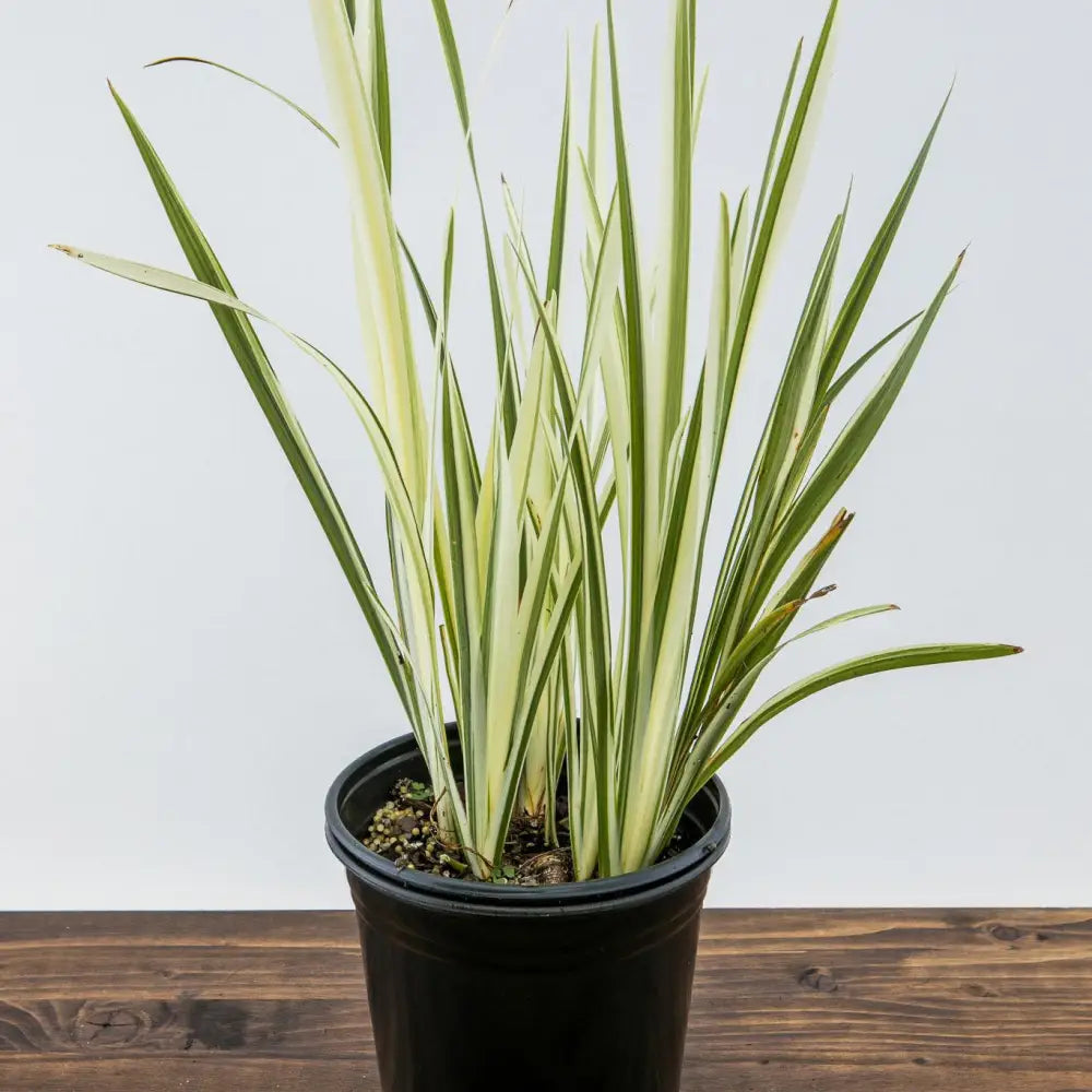 Variegated Japanese Iris 1 GALLON Perennial
