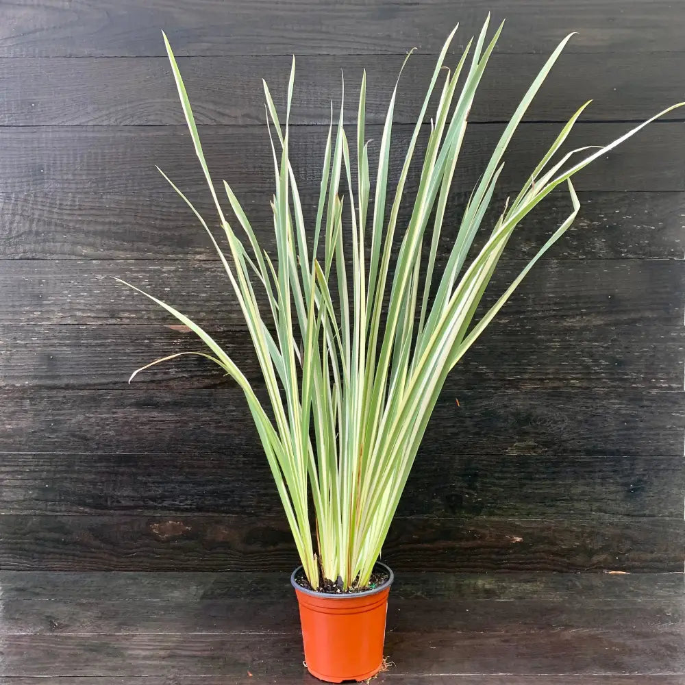 Variegated Japanese Iris 1 GALLON Perennial