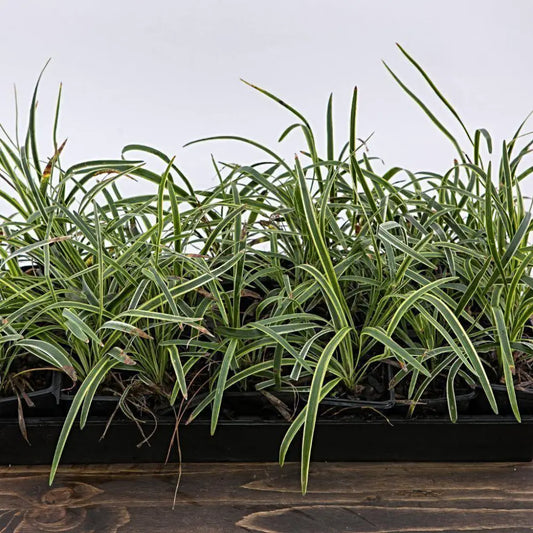 Variegated Lily Turf 1 GALLON Ornamental Grass