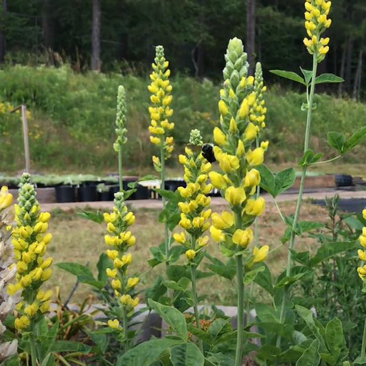 Baptisia australis 'American Goldfinch'  - American Goldenfinch False Indigo