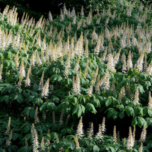 Buckeye Bottlebrush