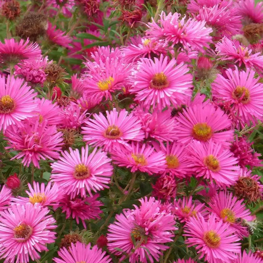 Vibrant Dome New England Aster 2 GALLON Perennial