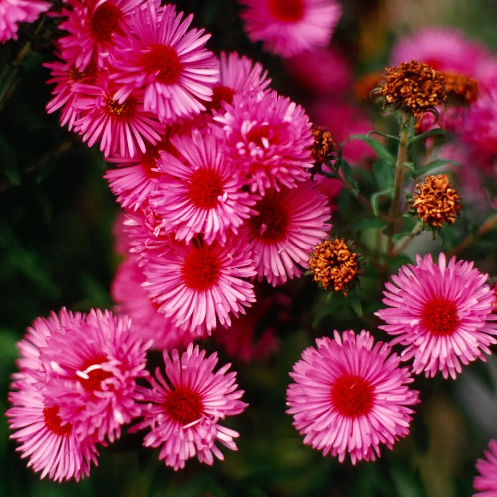 Vibrant Dome New England Aster 2 GALLON Perennial