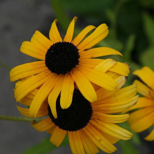 Viettes Little Suzy Black-Eyed Susan Perennial