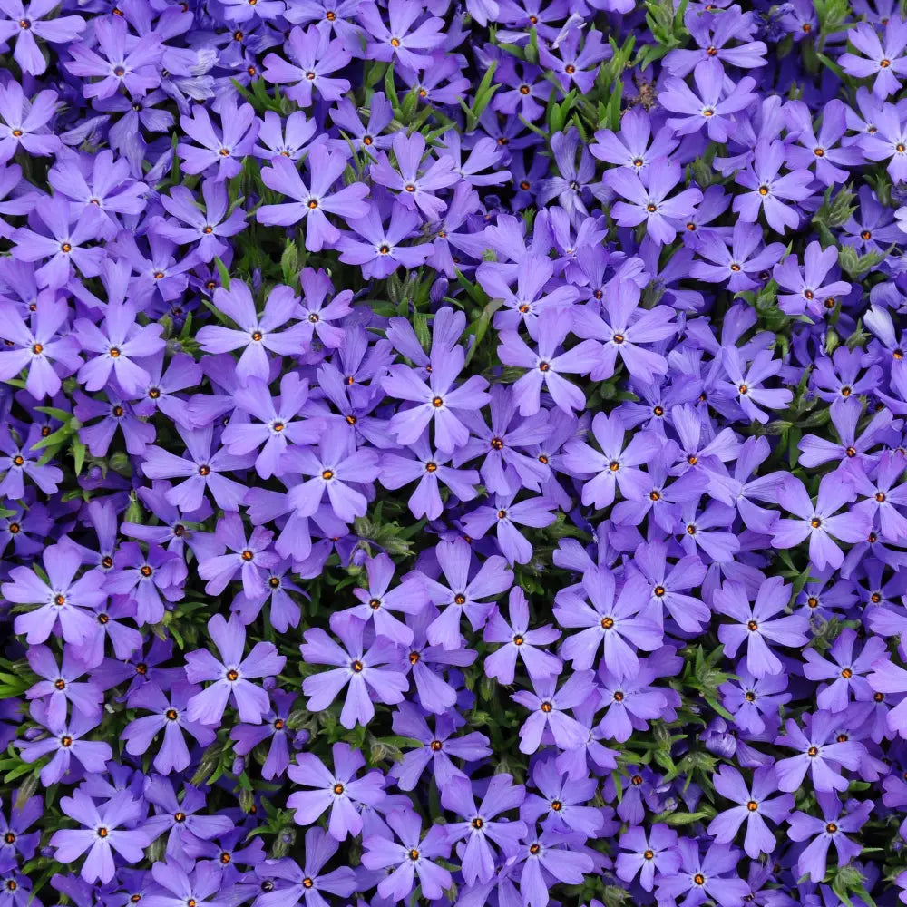 Violet Pinwheels Violet Pinwheels Phlox – Sam Bridge at Home