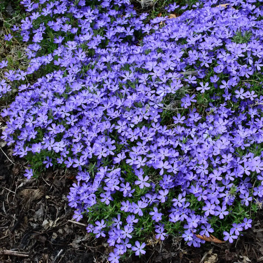 Violet Pinwheels Phlox 1 GALLON Perennial