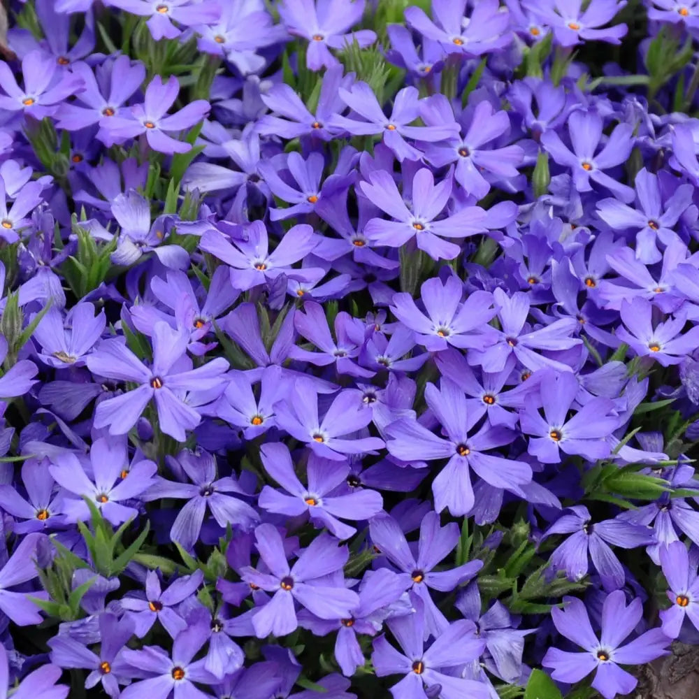 Violet Pinwheels Violet Pinwheels Phlox – Sam Bridge at Home