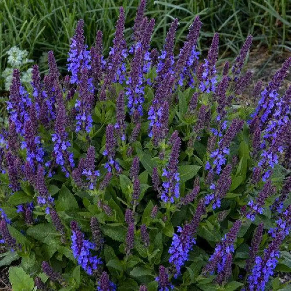 Violet Profusion Meadow Sage 1 GALLON Perennial
