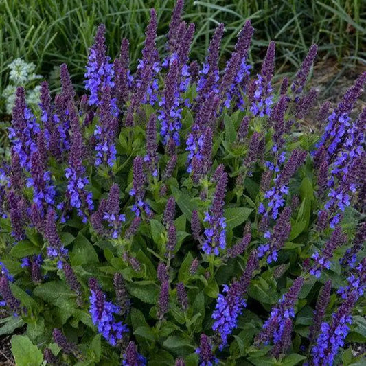 Violet Profusion Meadow Sage 1 GALLON Perennial