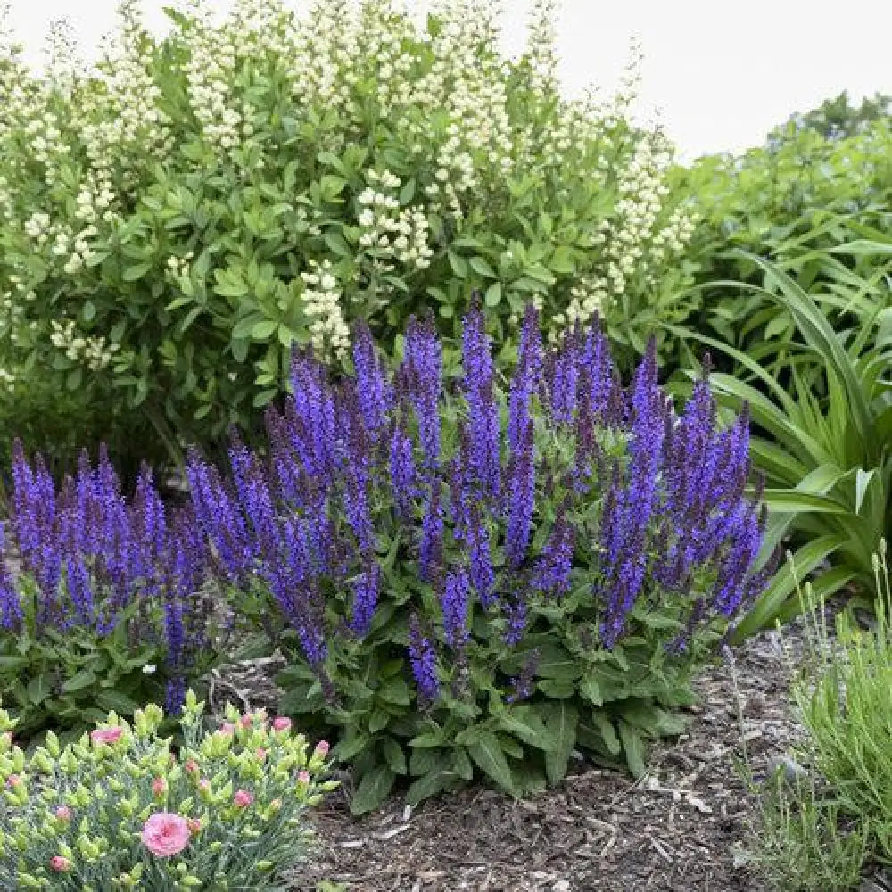 Violet Profusion Meadow Sage 1 GALLON Perennial