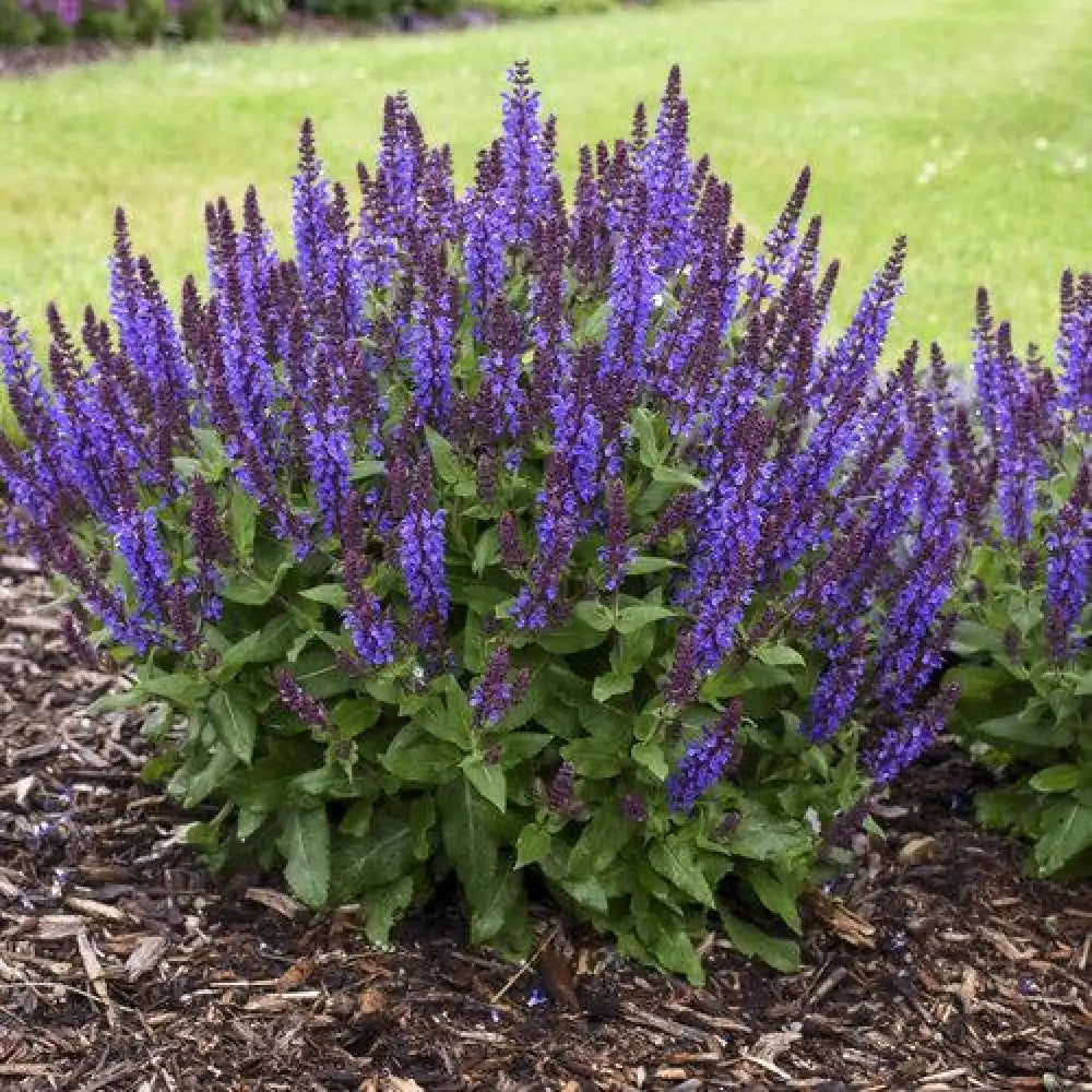 Violet Profusion Meadow Sage 1 GALLON Perennial