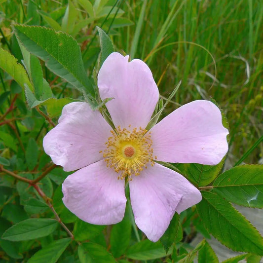 Virginia Rose Shrub