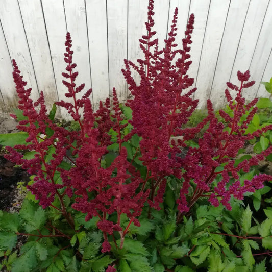 Vision in Red Chinese Astilbe Perennial