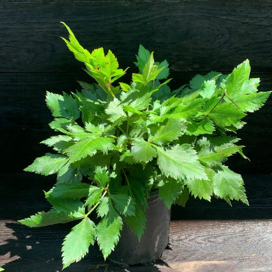 Visions Chinese Astilbe False Goat’s Beard Perennial