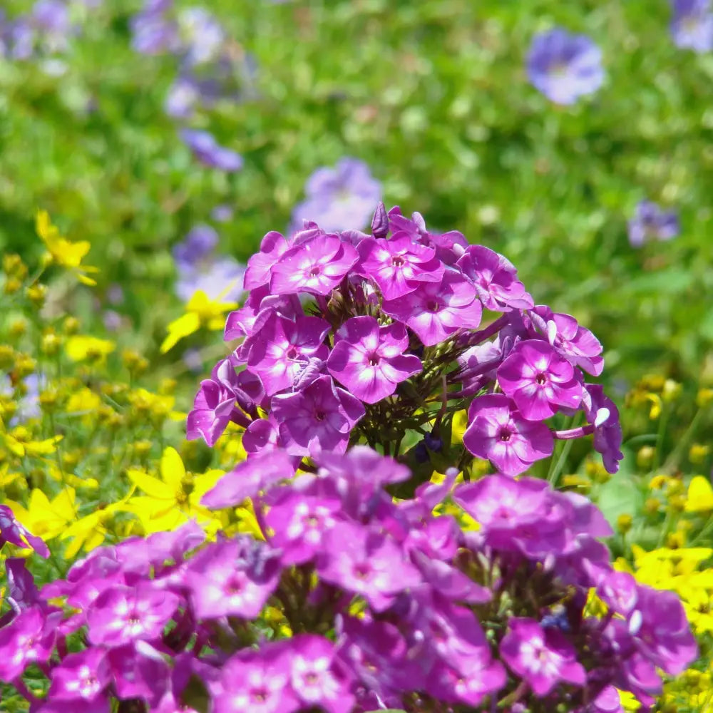 Volcano® Purple with White Eye Phlox Perennial