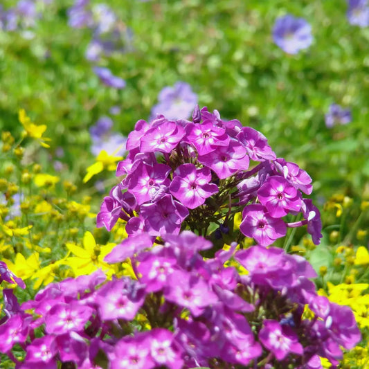 Volcano® Purple with White Eye Phlox Perennial