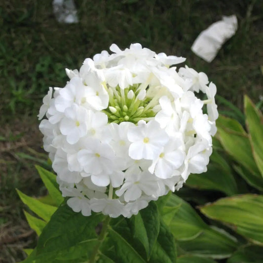 Volcano White Phlox Perennial