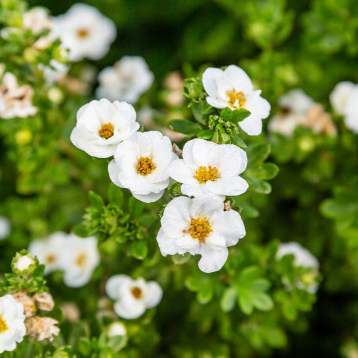 Potentilla fruticosa 'Bailbrule'  - First Editions® Creme Brulee™ Potentilla