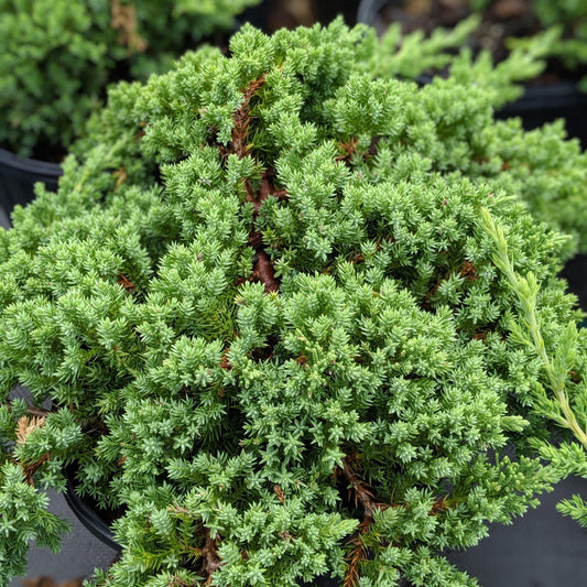 Japanese Garden Juniper