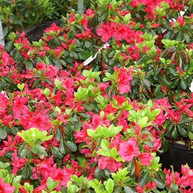 Girard's Crimson Azalea