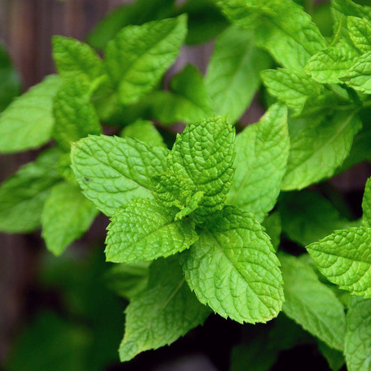 Mojito Peppermint
