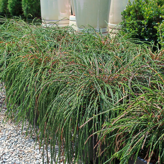 Whipcord Arborvitae