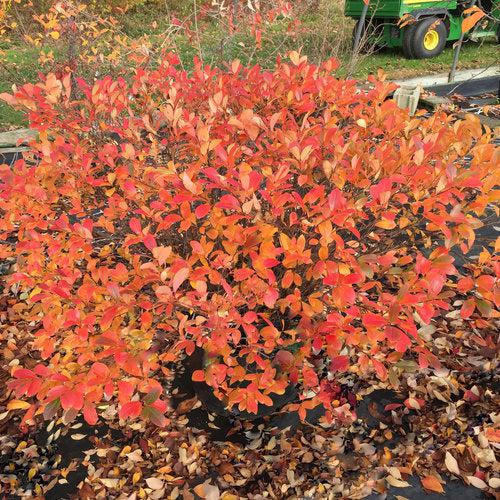 PW® Low Scape Mound® Aronia
