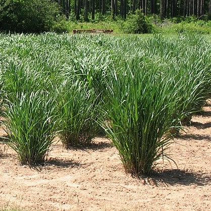 Panicum virgatum 'Thundercloud'  - Thundercloud Switch Grass