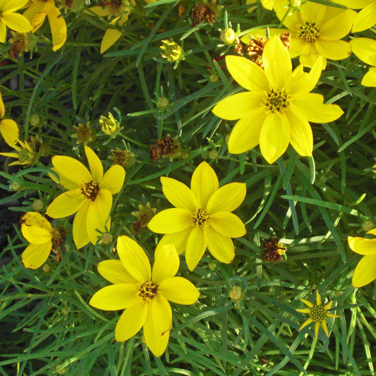 Zagreb Threadleaf Tickseed