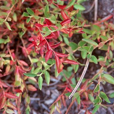 Vaccinium angustifolium 'Burgundy'  - Burgundy Lowbush Blueberry