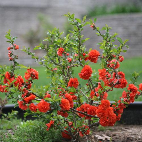 PW® Double Take™ Orange Flowering Quince