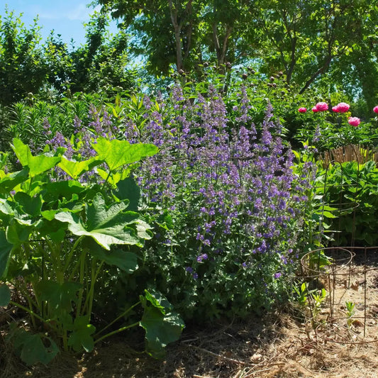 Walker’s Low Catmint Perennial