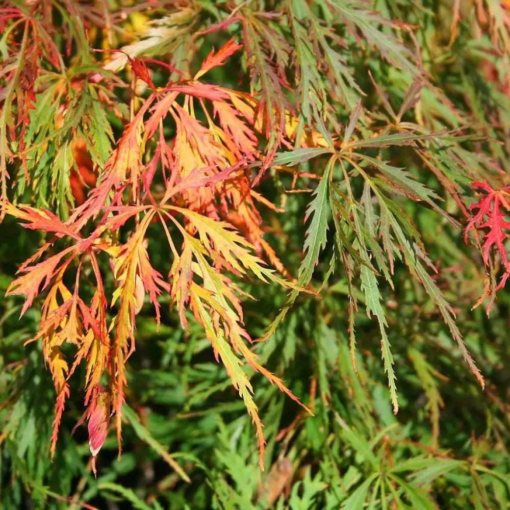 Waterfall Japanese Maple 3 GALLON Tree