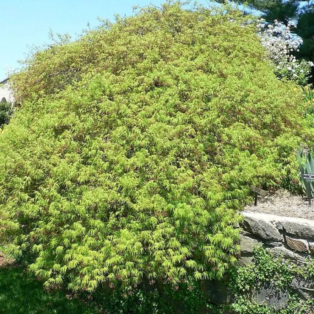 Waterfall Japanese Maple 3 GALLON Tree