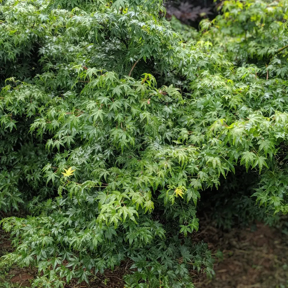 Waterfall Japanese Maple 3 GALLON Tree