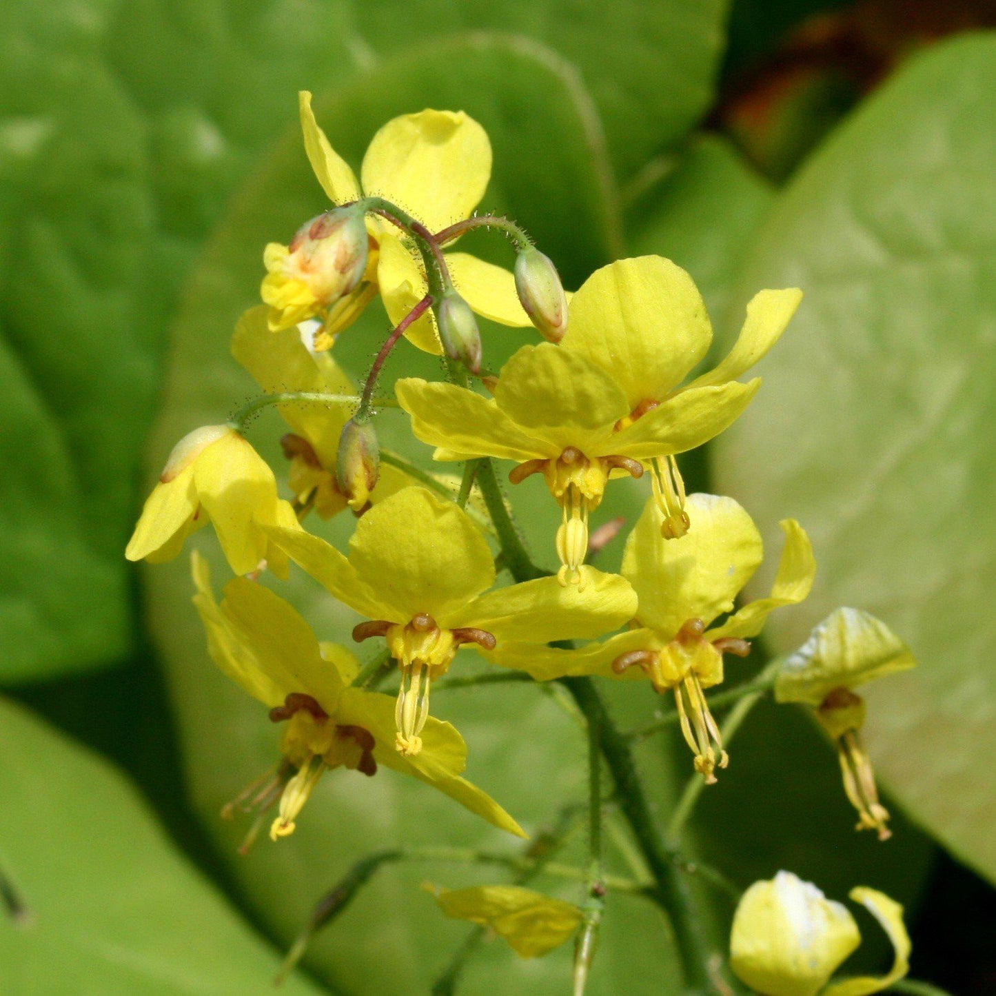 Epimedium x perralchicum 'Frohnleiten'  - Frohnleiten Barrenwort, Bishop's Hat