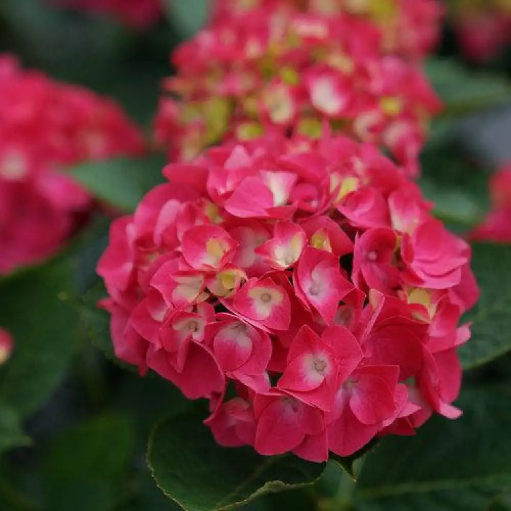 Wee Bit Giddy® Hydrangea Shrub