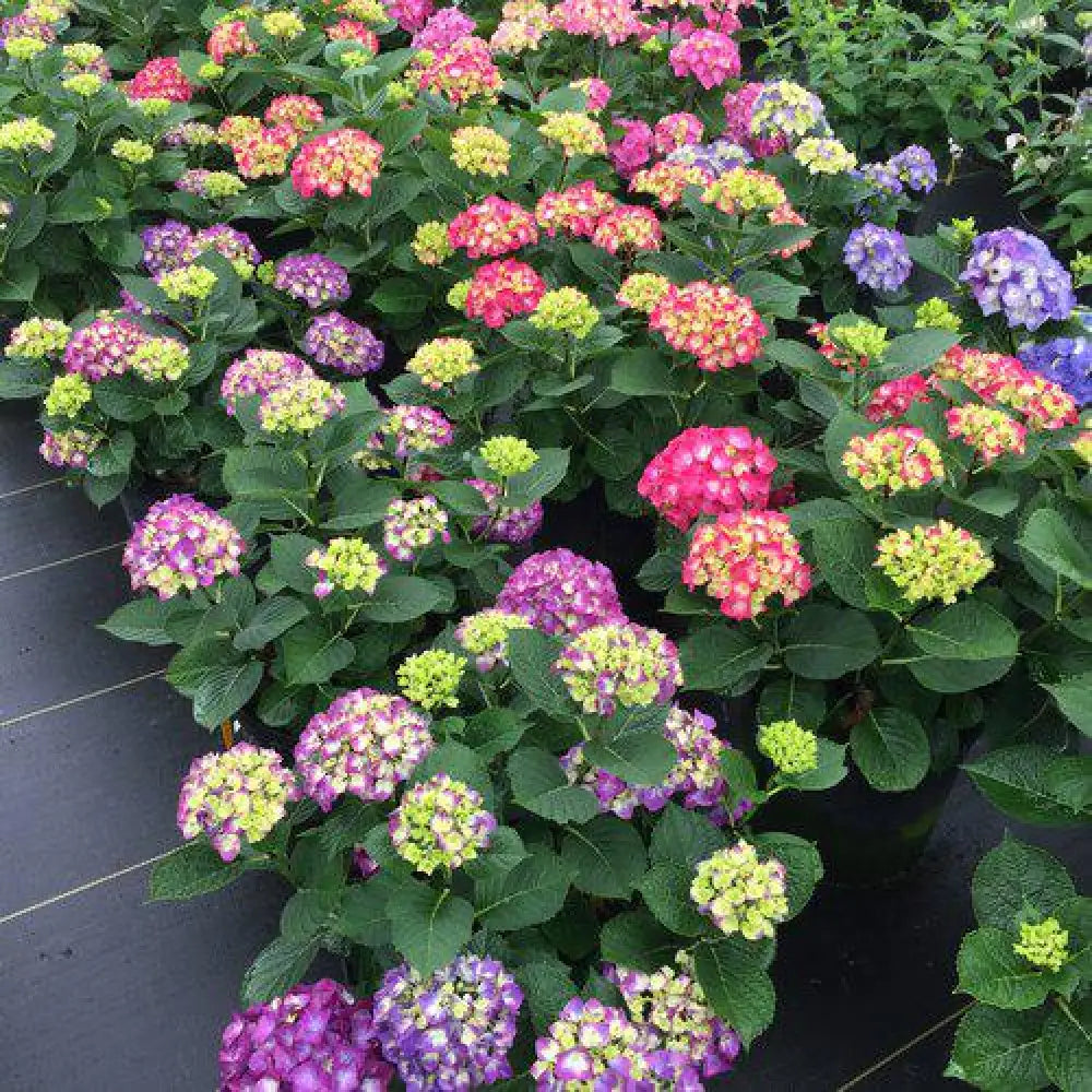 Wee Bit Giddy® Hydrangea Shrub