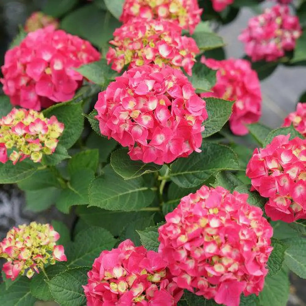 Wee Bit Giddy® Hydrangea Shrub