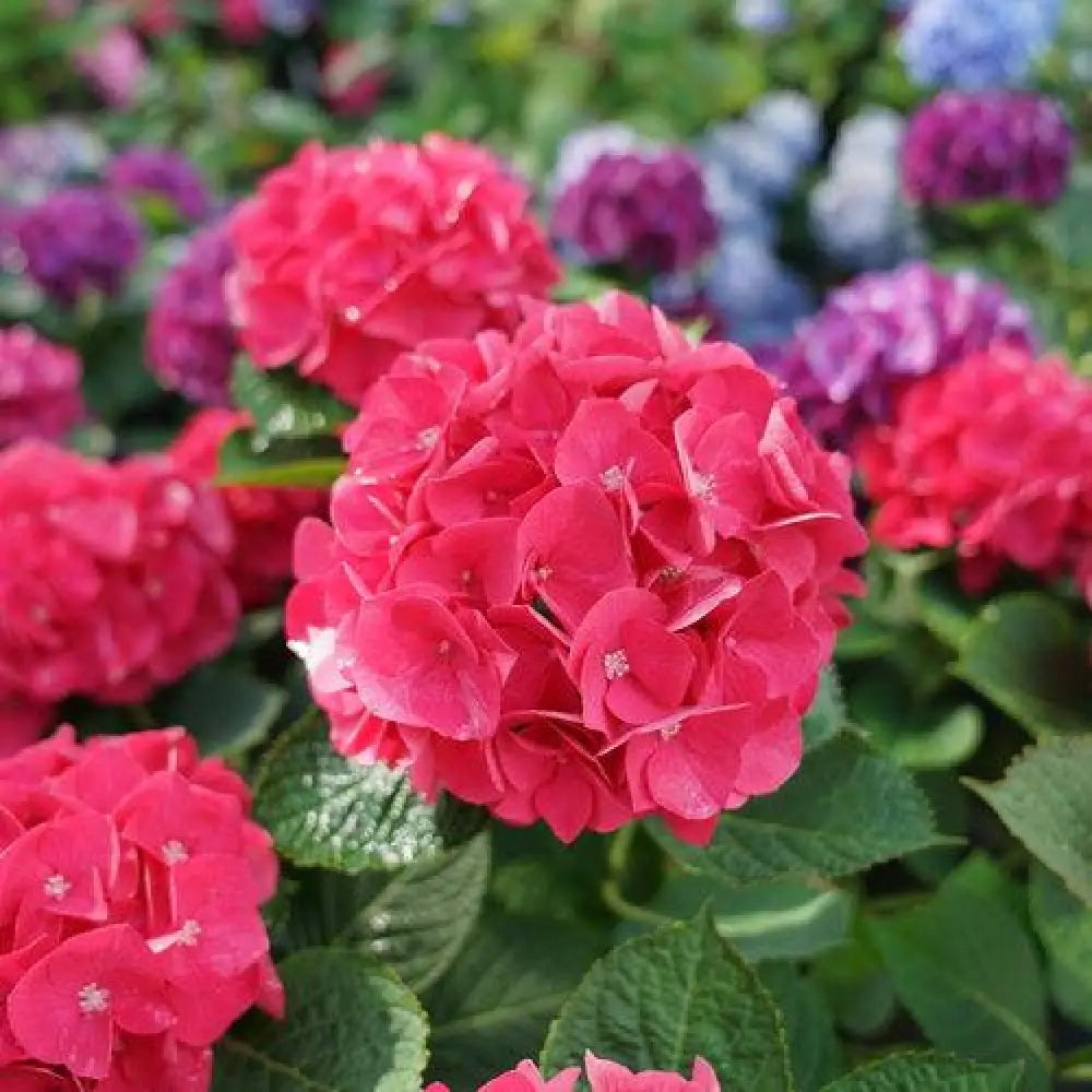 Wee Bit Giddy® Hydrangea Shrub