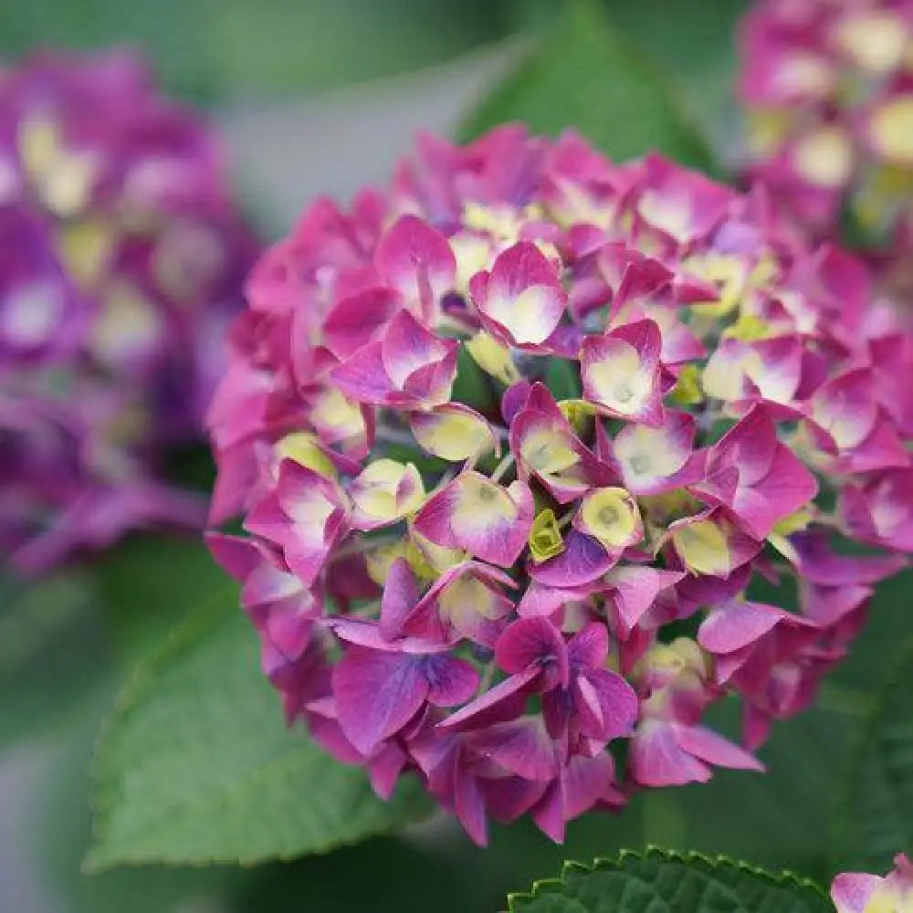 Wee Bit Giddy® Hydrangea Shrub