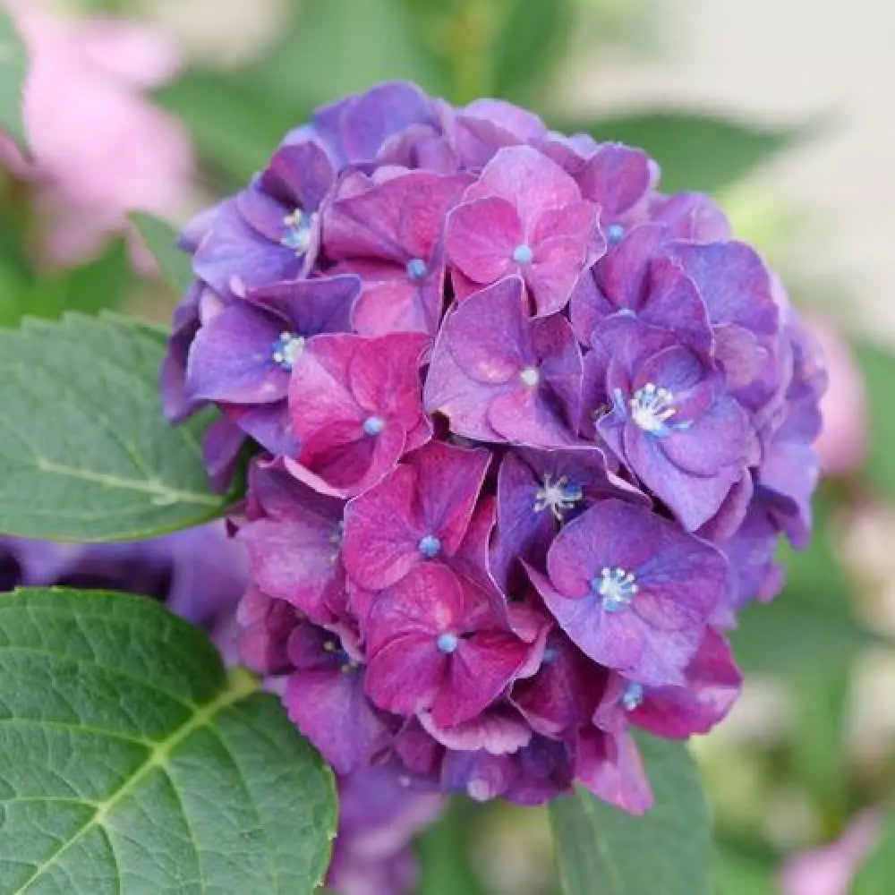 Wee Bit Grumpy® Hydrangea Shrub