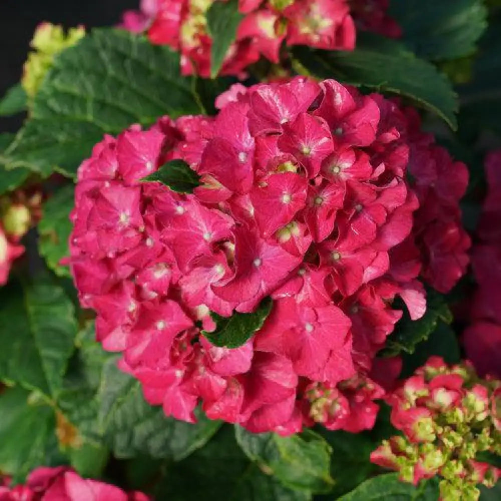 Wee Bit Grumpy® Hydrangea Shrub